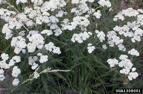 Common Yarrow Achillea Millefolium