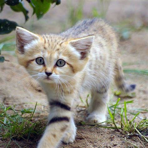 Heres A Sand Cat Cute Animals Pretty Cats Small Wild Cats
