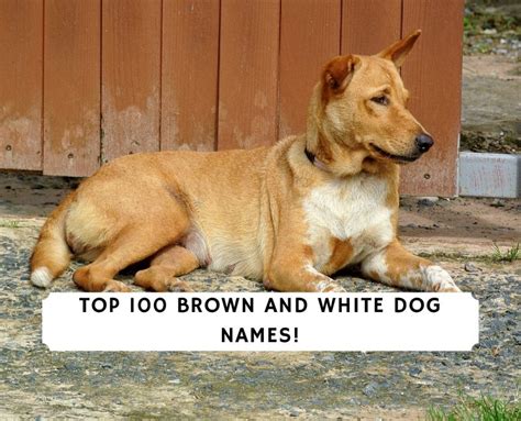 Top 100 Brown And White Dog Names 2024 We Love Doodles