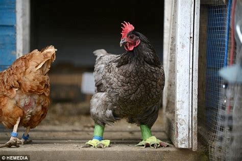Hen Owner Lynn Watson Makes Footwear For Her Chickens Feet Daily