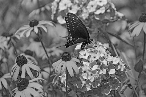 Swallowtail Photograph By Sandy Keeton Fine Art America