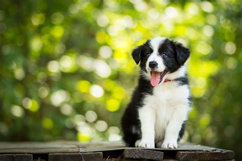 118 Of The Best Black And White Dog Names Daily Paws