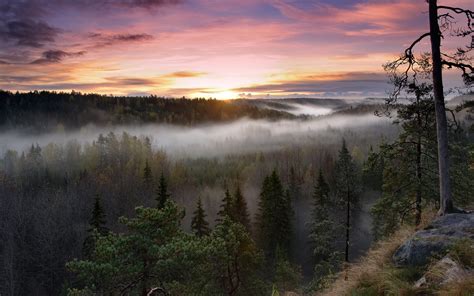 Nature Landscapes Trees Forest Fog Mist Morning Sunrise Sunset