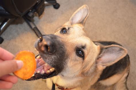 While your pup can eat cooked potatoes (but never raw!), there are a few things you should know before incorporating the root veggie into your dog's diet Make Your Own Homemade Sweet Potato Dog Treats in the ...