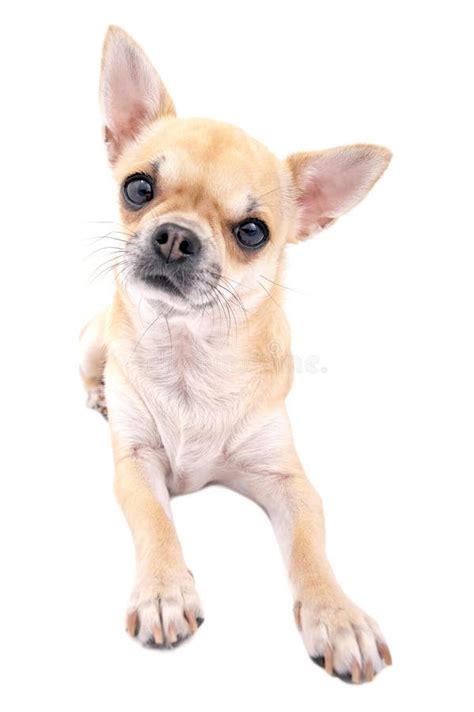 3 Mexican Chihuahua Vertical Free Stock Photos Stockfreeimages