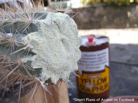 Don't give holiday cacti desert conditions. HELP! My Cactus is Rotting, What can I do? - YouTube