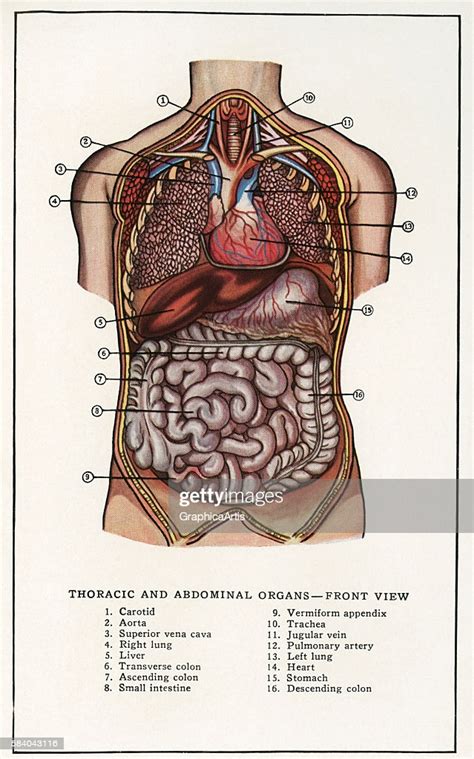 These include the liver, stomach, and intestines. Chest Anatomy Organs - Cheat Dumper