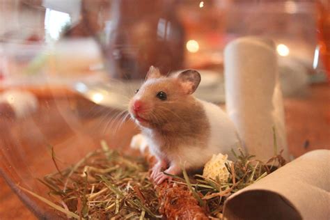 Hamster Animal · Free Photo On Pixabay