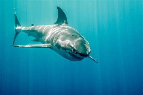 Largest Great White Shark Deep Blue Caught On Film 1003