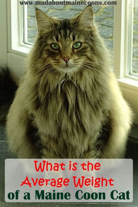 The average weight of a maine coon is 10 to 17 pounds. Pin on Maine Coon Health