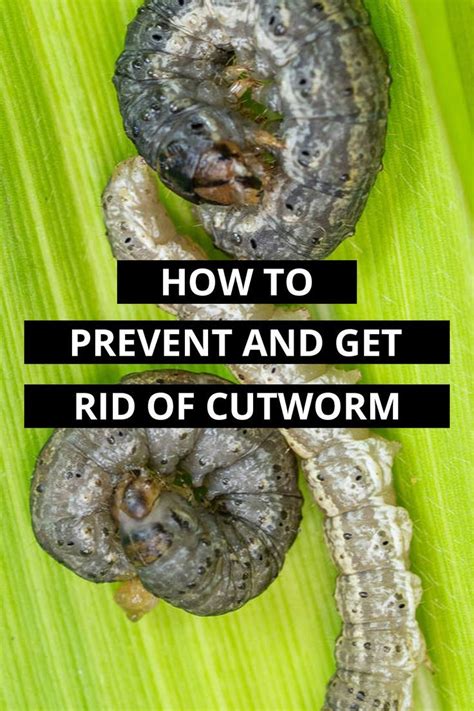 Technically The Cutworms Are Not Worms But The Moth Larvae Of Different