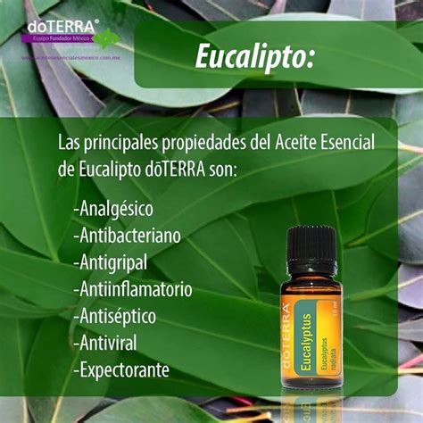 Aceite Esencial De Eucalipto Beneficios Usos Y Contraindicaciones My