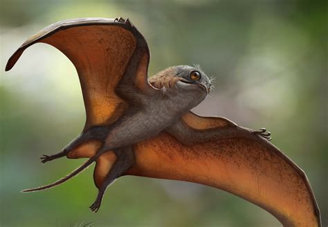 Scientists Discover An Adorable Pterosaur From The Jurassic Of China