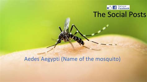 Dengue fever is caused by any one of four types of dengue viruses spread by mosquitoes that thrive in and near human lodgings. Social Posts