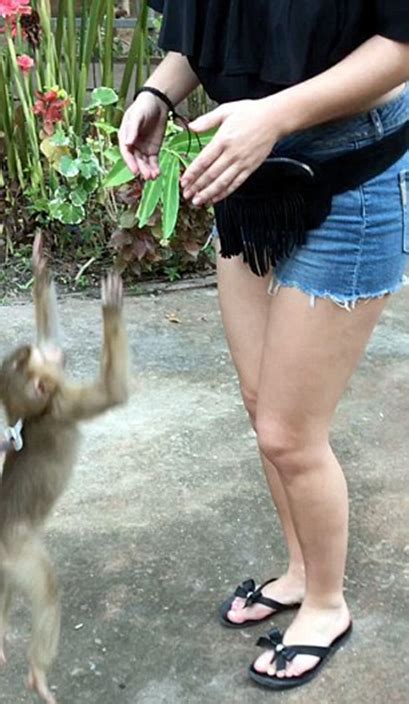 Naughty Monkey Tries To Climb On Tourists Body And Pulls Her Top Down