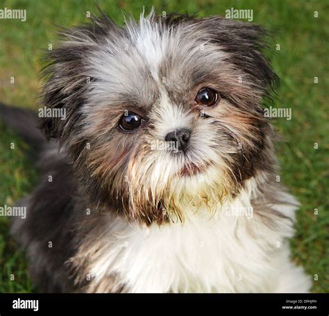 Close Up Of A Cute Miniature Shih Tzu Puppy Stock Photo Alamy