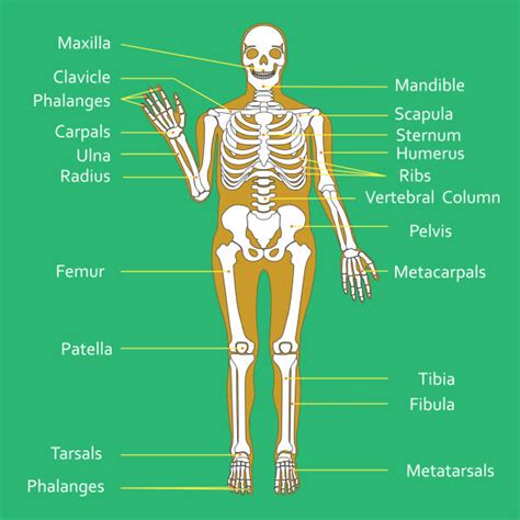 Bbc science > human body & mind human body & mind. Royalty Free Fibula Clip Art, Vector Images ...