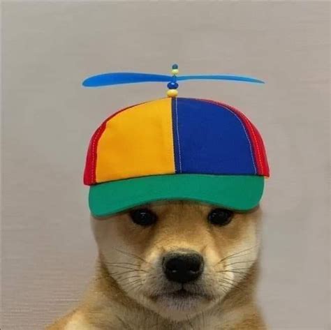 Pin De Clapped En Dog With Hat Imágenes Divertidas De Perros Fotos