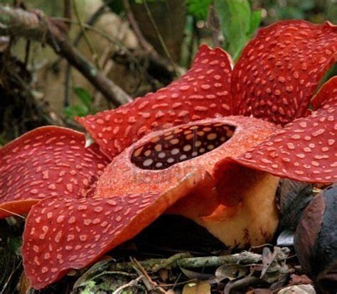 Rafflesia The Biggest Flower In The World Borneo Malaysia Grandi