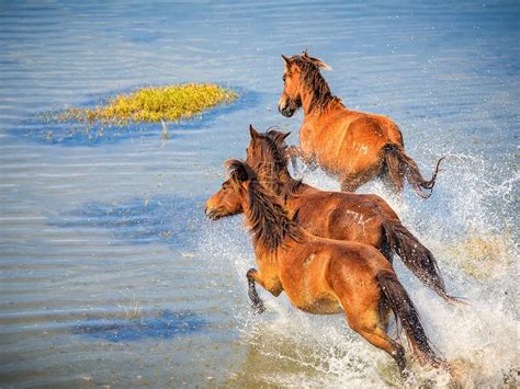 The Best Places To See Wild Horses In North America Travel