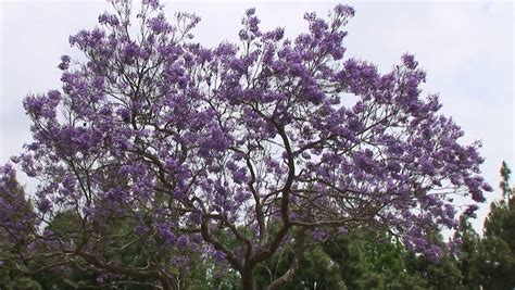 Check spelling or type a new query. Jacaranda Trees with Purple Flowers Stock Footage Video ...