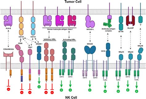 Car Nk Cells A Promising Cellular Immunotherapy For Cancer Ebiomedicine