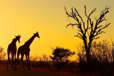 Kruger National Park In Mpumalanga And Limpopo Province South Africa