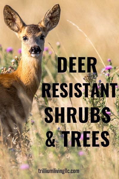 A Deer Standing In Tall Grass With The Words Deer Resistant Shrubs And