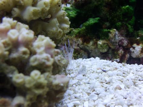 Baby Sea Anemone Maybe Forums For Fish Lovers