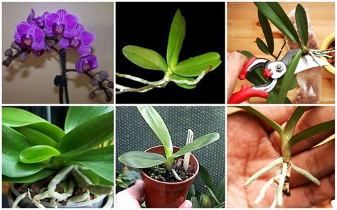 4 Panduan Praktis Cara Menanam Bunga Anggrek Dalam Pot Mitra Tani
