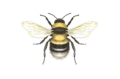 Vintage Honey Bee Drawing At Getdrawings Free Download
