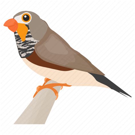 Bird, feather creature, gauraiya bird, house sparrow, sparrow icon