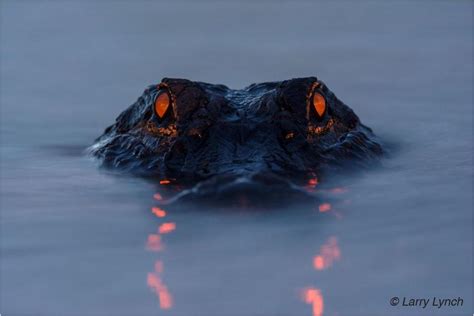 Alligator Eyes Reflecting The Light Rpics