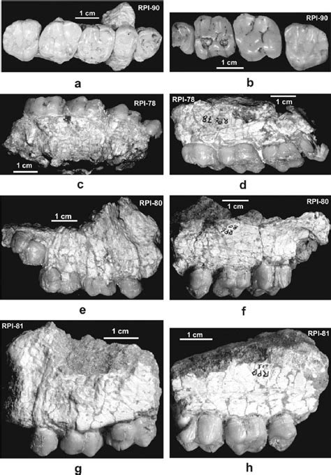 Ouranopithecus'ta daha fazla ayrıntı görün. Ouranopithecus macedoniensis , late Vallesian (MN 10 ...