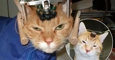 Animal Testing Horror Scientists Cut Open Kittens Skulls And Stuck