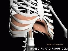 Stomach ribs lungs picture : Are You Breathing Properly? - Precision Therapeutics