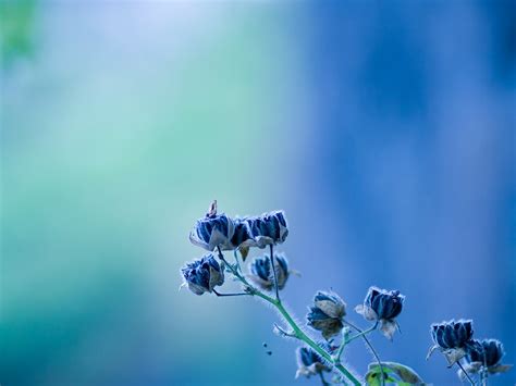 Increíble Azul Flor De La Flor De Fondo De Escritorio Avance