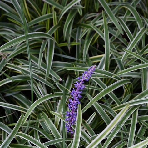 Liriope Muscari Silvery Sunproof