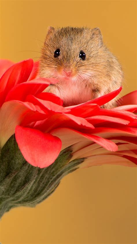 Hamster On Flower Backiee