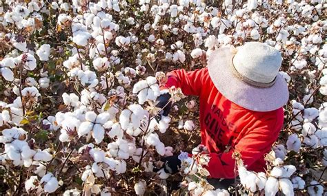 Coercive Labour In Cotton Plantation Of Xinjiang Report