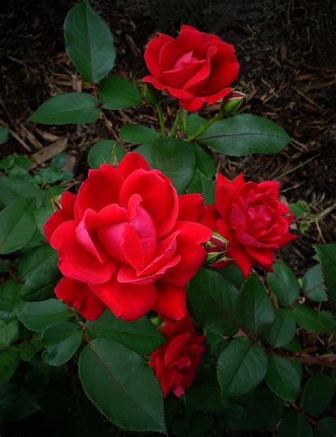 Jul 07, 2021 · kumpulan gambar mawar ini bisa anda jadikan foto profil wa, facebook, ig, atau yang lainnya. gambar: Gambar Mawar Indah Lengkap