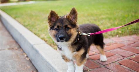 What Are The Most Popular Mixed Breed Dogs Facty