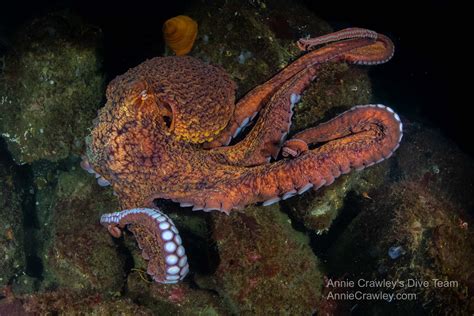 Cephalopods—octopuses—pnw Ocean Life—species Identification — Edmonds