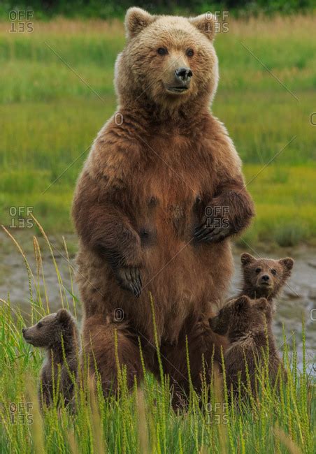 Mother Bear Protecting Her Cubs Stock Photo Offset