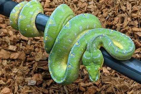 Green Tree Python Care Sheet Complete Guide