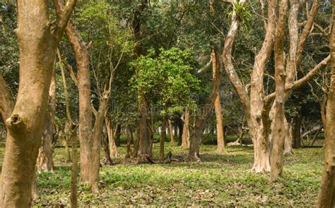 Dense Forest In Assam Kaziranga National Park Woodland Stock Image
