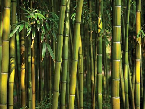 Bamboo Wood And Rubberwood Leadvision International