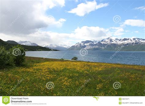 Lyngen Alps Norway Stock Image Image Of Landscape Meadow 96072671