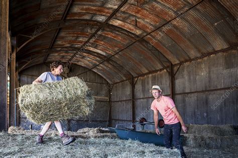 Two Farmers Stacking Hay Bales In A Barn Stock Image F023 9884