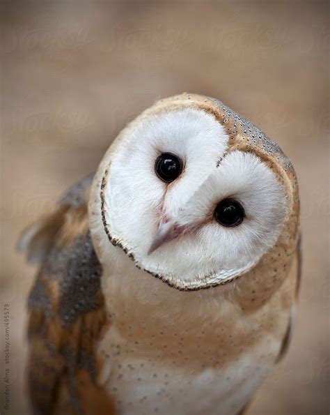 Curious Barn Owl Closeup Portrait By Stocksy Contributor Brandon